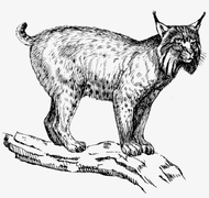 98-985419_eurasian-lynx-wildcat-felidae-drawing-bobcat-lynx-clipart.webp 98-985419_eurasian-lynx-wildcat-felidae-drawing-bobcat-lynx-clipart.webp